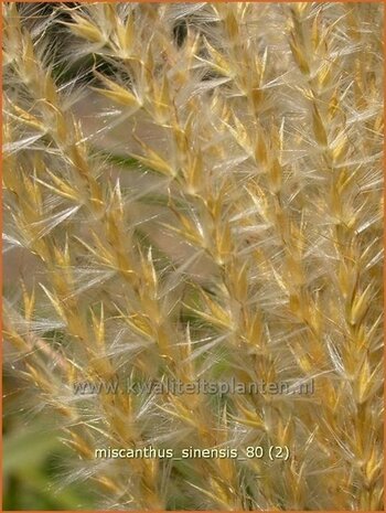 Miscanthus sinensis | Prachtriet, Japans sierriet, Chinees riet