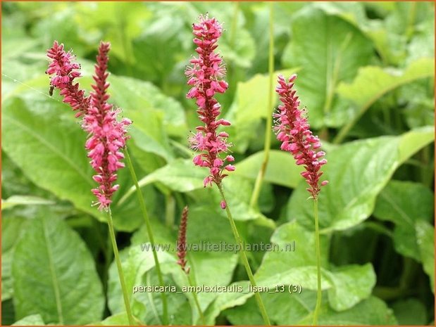 Persicaria amplexicaulis 'Lisan' | Duizendknoop, Adderwortel