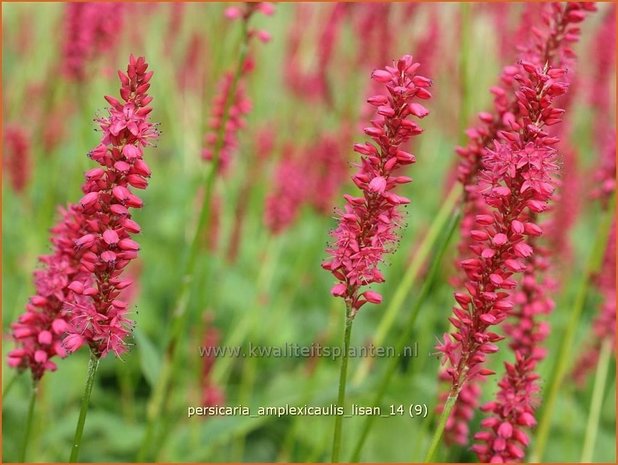 Persicaria amplexicaulis 'Lisan' | Duizendknoop, Adderwortel