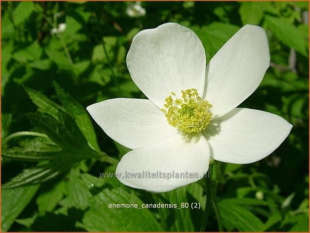 Anemone canadensis | Canadese anemoon