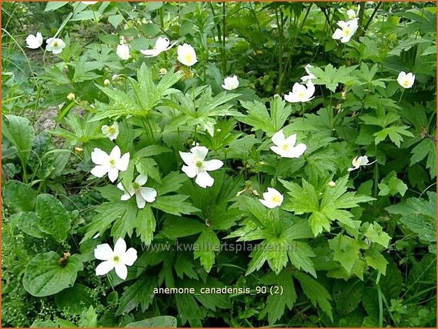 Anemone canadensis | Canadese anemoon