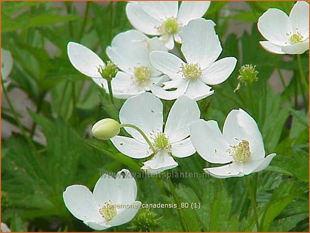 Anemone canadensis | Canadese anemoon