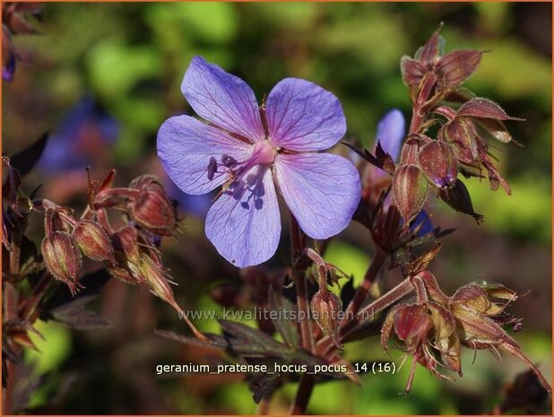 Geranium pratense 'Hocus Pocus' | Ooievaarsbek