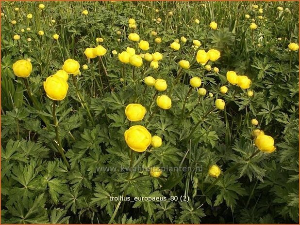 Trollius europaeus | Kogelbloem, Globebloem