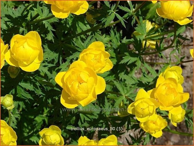 Trollius europaeus | Kogelbloem, Globebloem