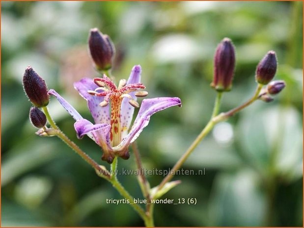 Tricyrtis 'Blue Wonder' | Paddenlelie, Armeluisorchidee