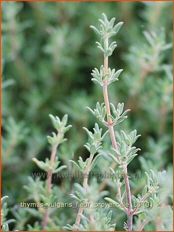 Thymus vulgaris 'Fleur Provencale' | Kruiptijm, Tijm