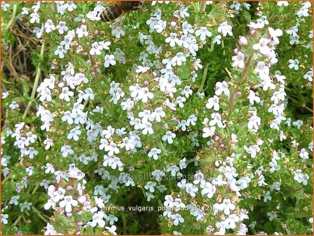 Thymus vulgaris 'Pinewood' | Kruiptijm, Tijm