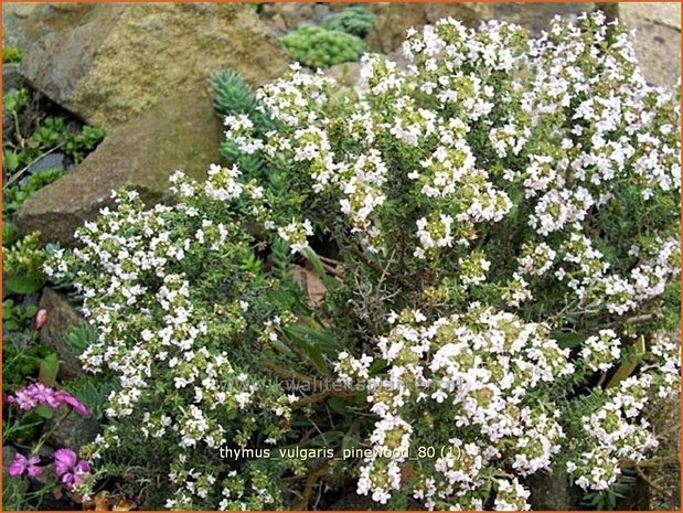 Thymus vulgaris 'Pinewood' | Kruiptijm, Tijm