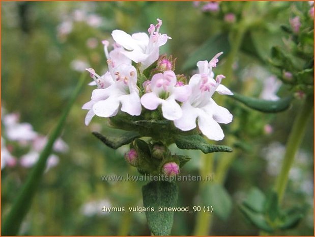 Thymus vulgaris 'Pinewood' | Kruiptijm, Tijm