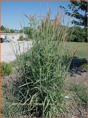 Sorghastrum nutans 'Sioux Blue' | Goudbaardgras