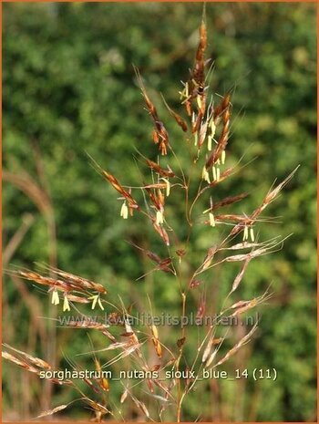 Sorghastrum nutans 'Sioux Blue' | Goudbaardgras