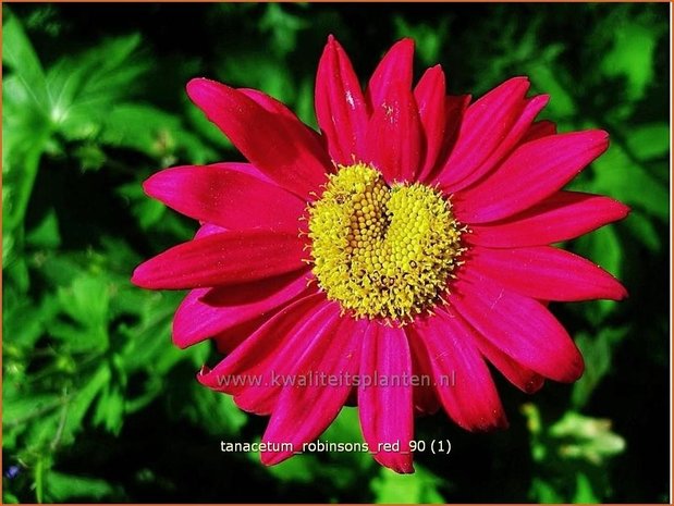 Tanacetum 'Robinson's Red' | Perzische margriet