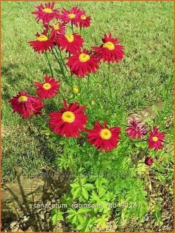 Tanacetum 'Robinson's Red' | Perzische margriet