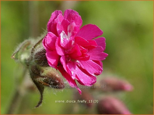 Silene dioica 'Firefly' | Dagkoekoeksbloem, Hemelroosje