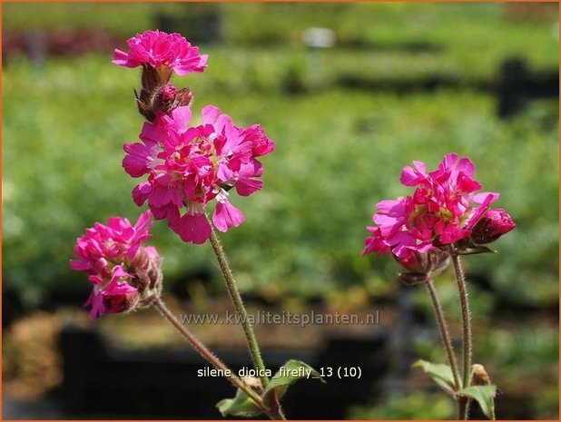 Silene dioica 'Firefly' | Dagkoekoeksbloem, Hemelroosje