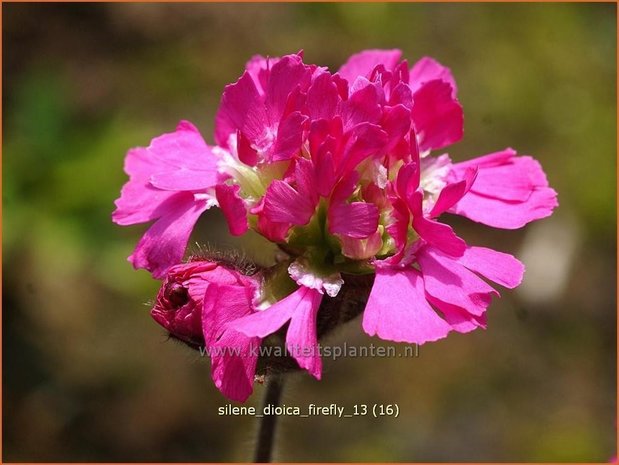 Silene dioica 'Firefly' | Dagkoekoeksbloem, Hemelroosje