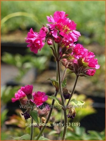 Silene dioica 'Firefly' | Dagkoekoeksbloem, Hemelroosje