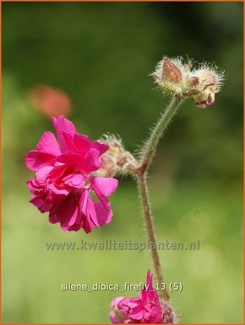 Silene dioica 'Firefly' | Dagkoekoeksbloem, Hemelroosje