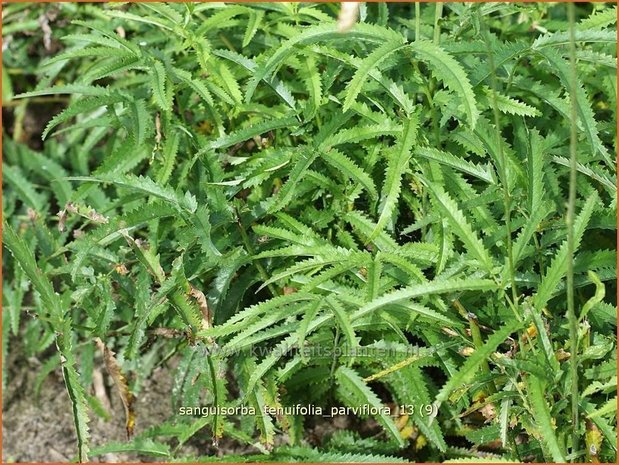 Sanguisorba tenuifolia 'Parviflora' | Pimpernel, Sorbenkruid