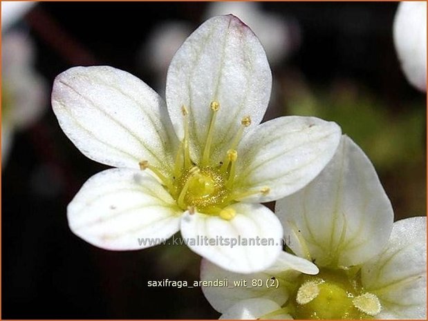 Saxifraga arendsii 'Wit' | Steenbreek, Mossteenbreek