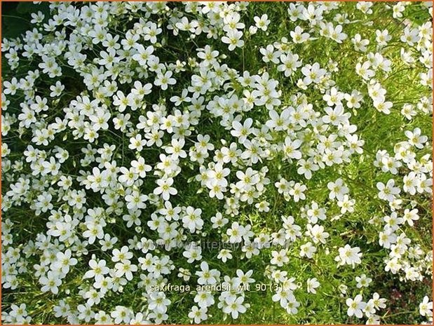 Saxifraga arendsii 'Wit' | Steenbreek, Mossteenbreek