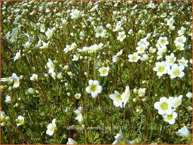 Saxifraga arendsii 'Wit' | Steenbreek, Mossteenbreek