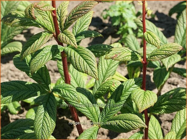 Rodgersia 'Borodin' | Schout-bij-nacht, Kijkblad