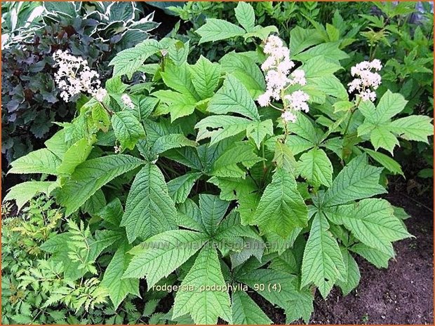 Rodgersia podophylla | Schout-bij-nacht, Kijkblad | Gestieltblättriges Schaublatt