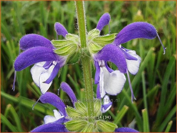 Salvia 'Madeline' | Salie, Salvia