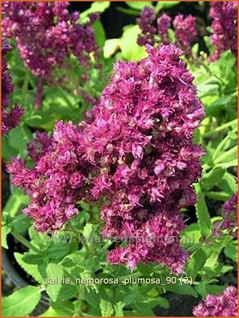 Salvia nemorosa 'Plumosa' | Salie, Salvia