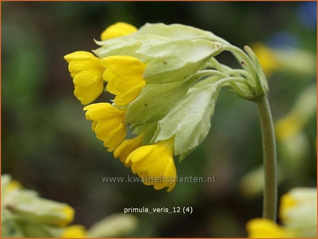 Primula veris | Gulden sleutelbloem, Gewone sleutelbloem