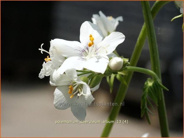 Polemonium caeruleum 'Album' | Jacobsladder