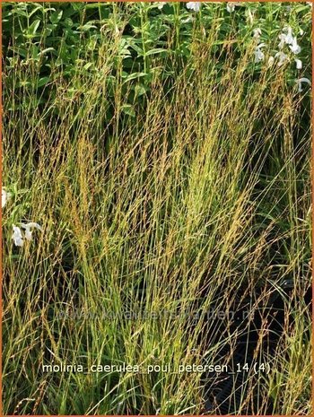 Molinia caerulea 'Poul Petersen' | Pijpestrootje, Pijpenstrootje