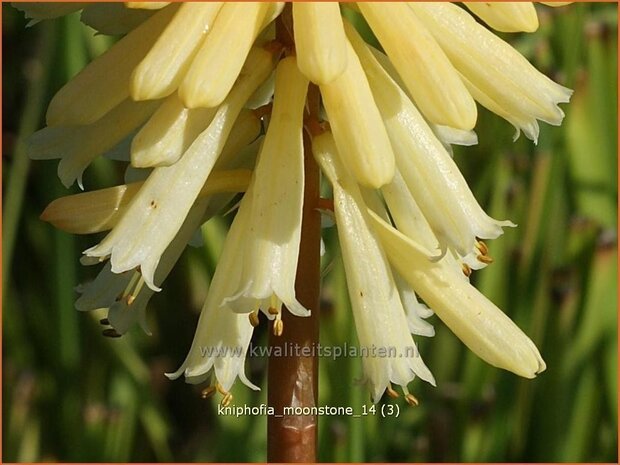 Kniphofia 'Moonstone' | Vuurpijl, Fakkellelie