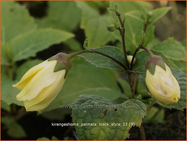 Kirengeshoma palmata 'Black Style' | Japanse wasbloem