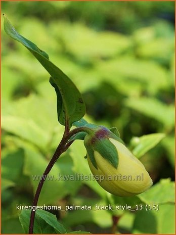 Kirengeshoma palmata 'Black Style' | Japanse wasbloem