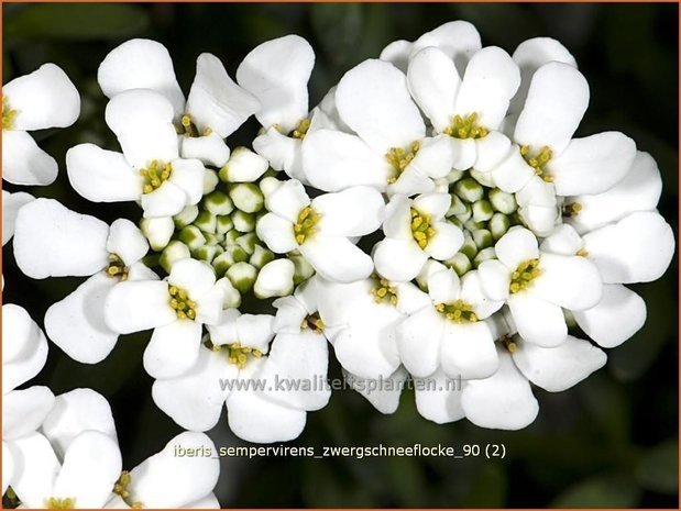 Iberis sempervirens 'Zwergschneeflocke' | Scheefbloem, Scheefkelk