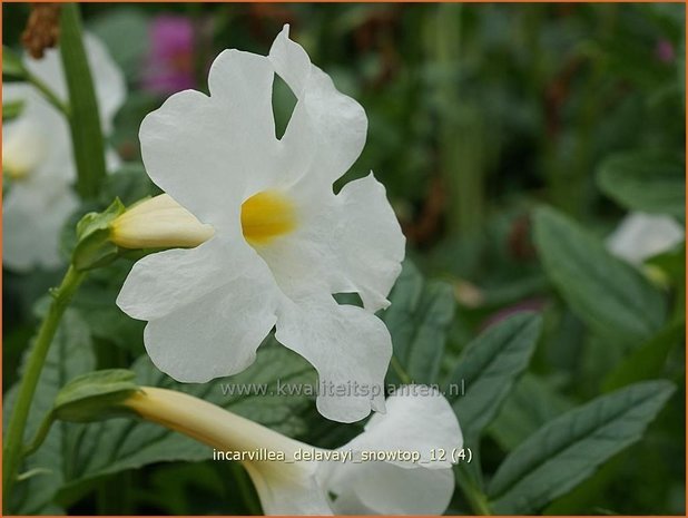 Incarvillea delavayi 'Snowtop' | Tuingloxinia