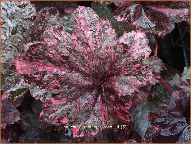 Heuchera 'Midnight Rose' | Purperklokje