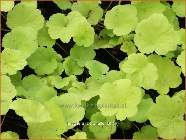 Heuchera &#39;Citronelle&#39; | Purperklokje | Purpurglöckchen