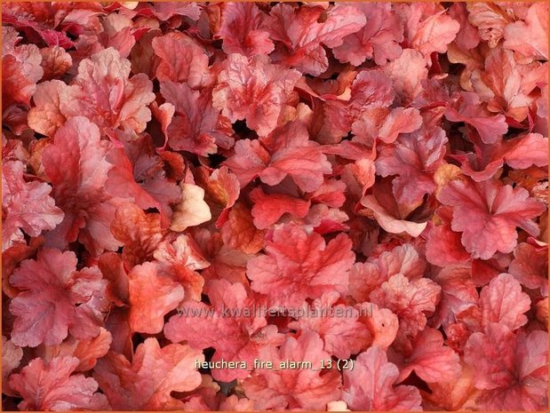 Heuchera 'Fire Alarm' | Purperklokje