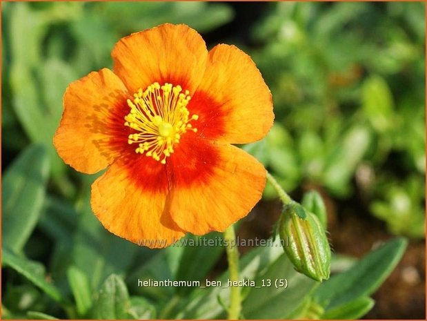 Helianthemum 'Ben Heckla' | Zonneroosje