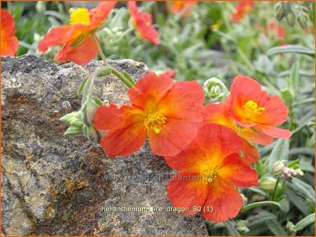 Helianthemum 'Fire Dragon' | Zonneroosje