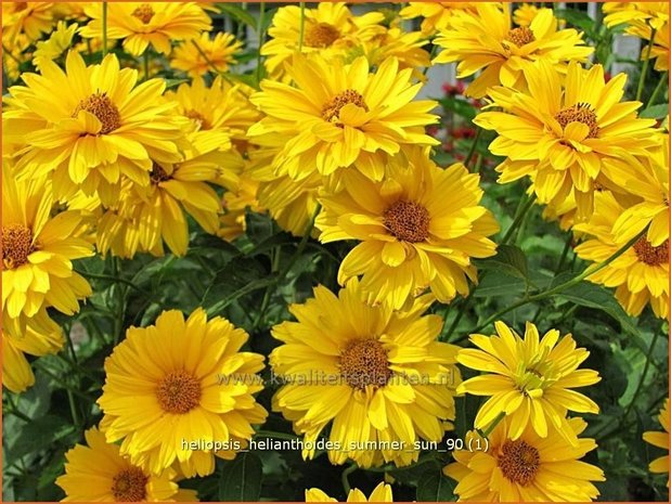 Heliopsis helianthoides 'Summer Sun' | Zonneoog