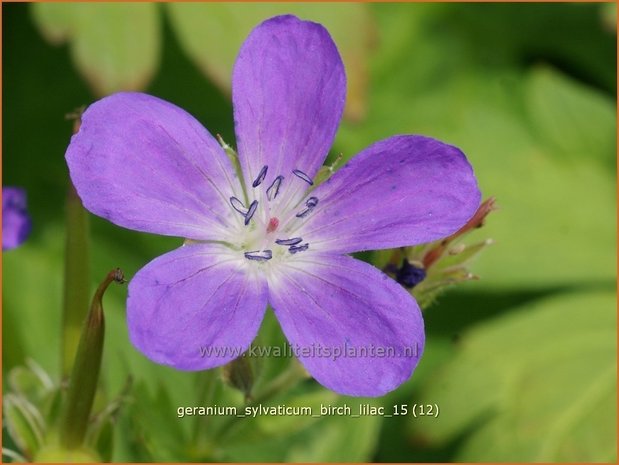 Geranium sylvaticum 'Birch Lilac' | Bosooievaarsbek, Ooievaarsbek, Tuingeranium