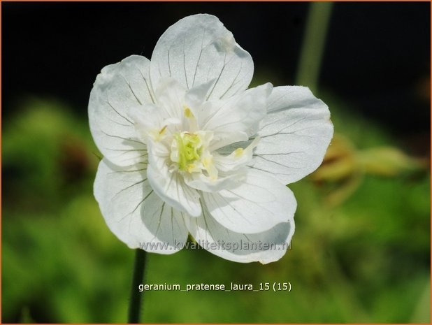 Geranium pratense 'Laura' | Beemdooievaarsbek, Ooievaarsbek, Tuingeranium