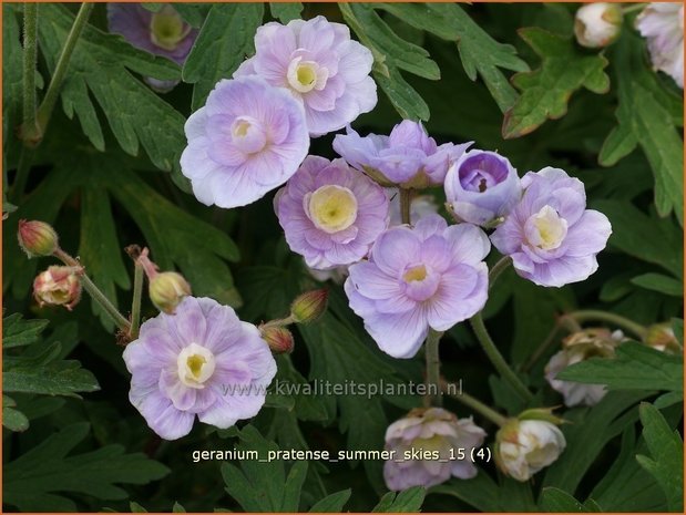 Geranium pratense 'Summer Skies' | Beemdooievaarsbek, Ooievaarsbek, Tuingeranium