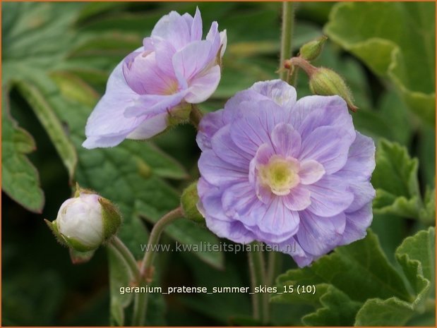 Geranium pratense 'Summer Skies' | Beemdooievaarsbek, Ooievaarsbek, Tuingeranium