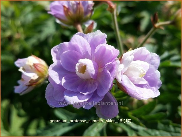 Geranium pratense 'Summer Skies' | Beemdooievaarsbek, Ooievaarsbek, Tuingeranium